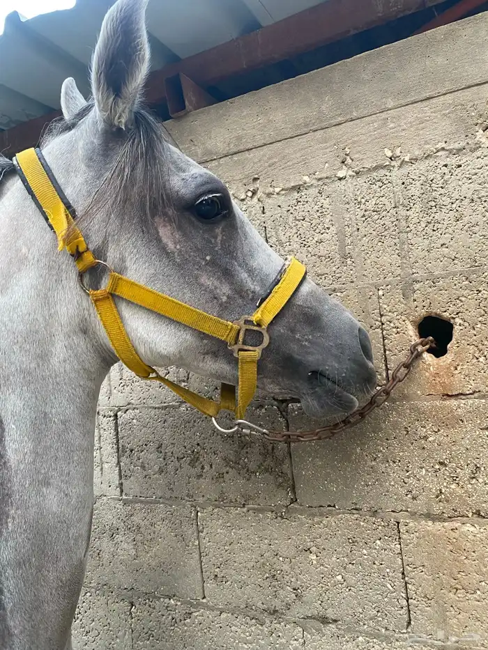 فرس عربية شعبية 9