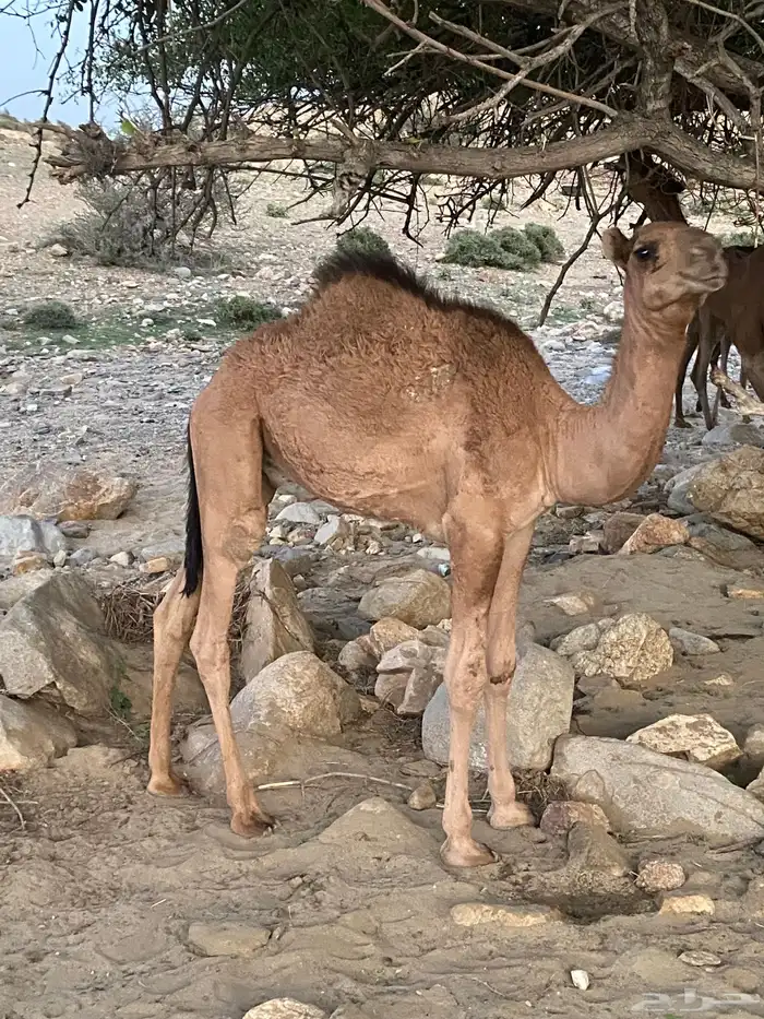 اعرض لكم قعدان بلدي على حليم الاعمار من 8 اشهور وحول 3