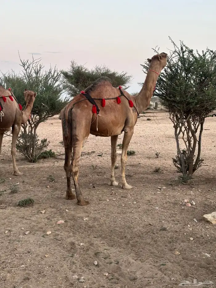 ابل سواحل لقح 1