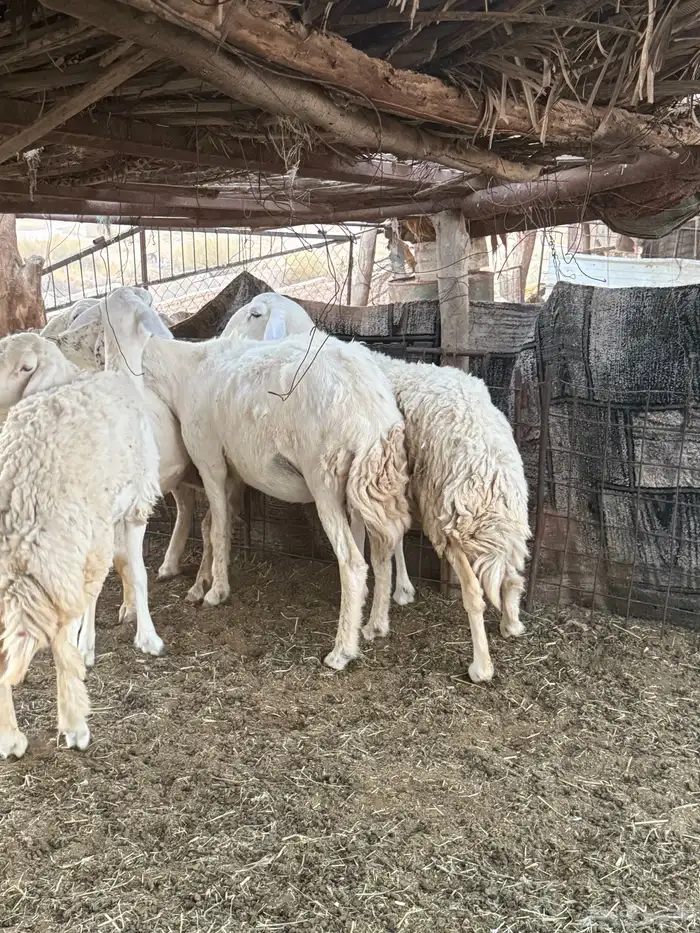 شياه حرية فاخره ولا تخلو من بعض الملاحظات 2