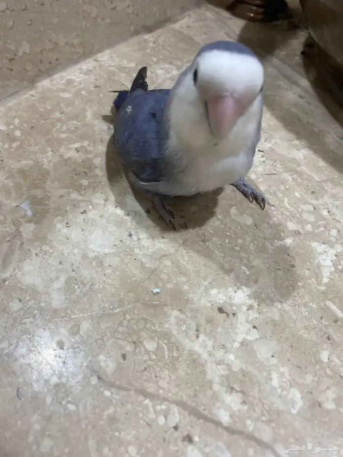 روز فايلت اليف 5