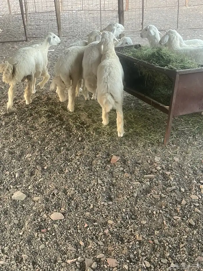 طليان حرية نظيفة على الشرط 0