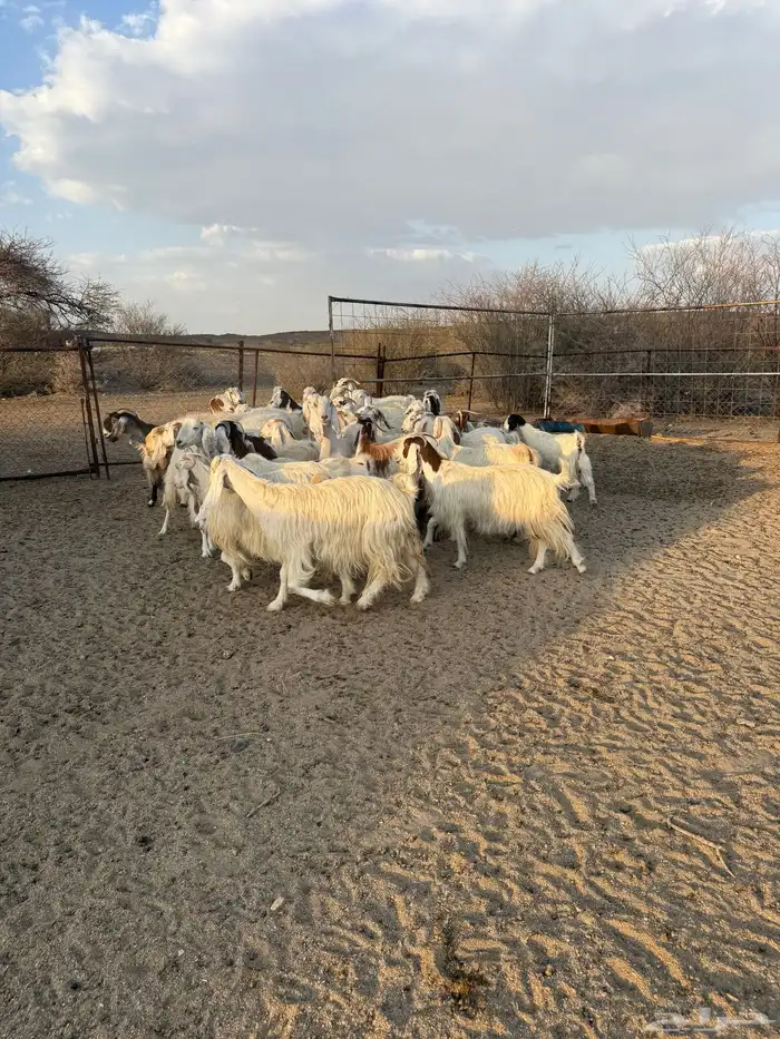 معزاء مصريات 2