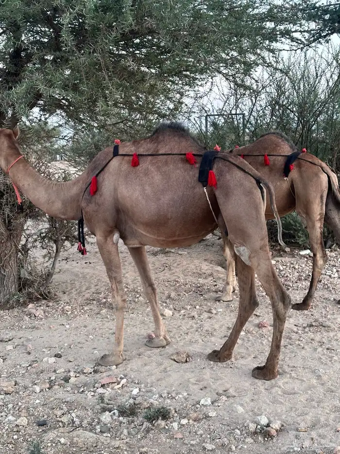 ابل سواحل لقح 2