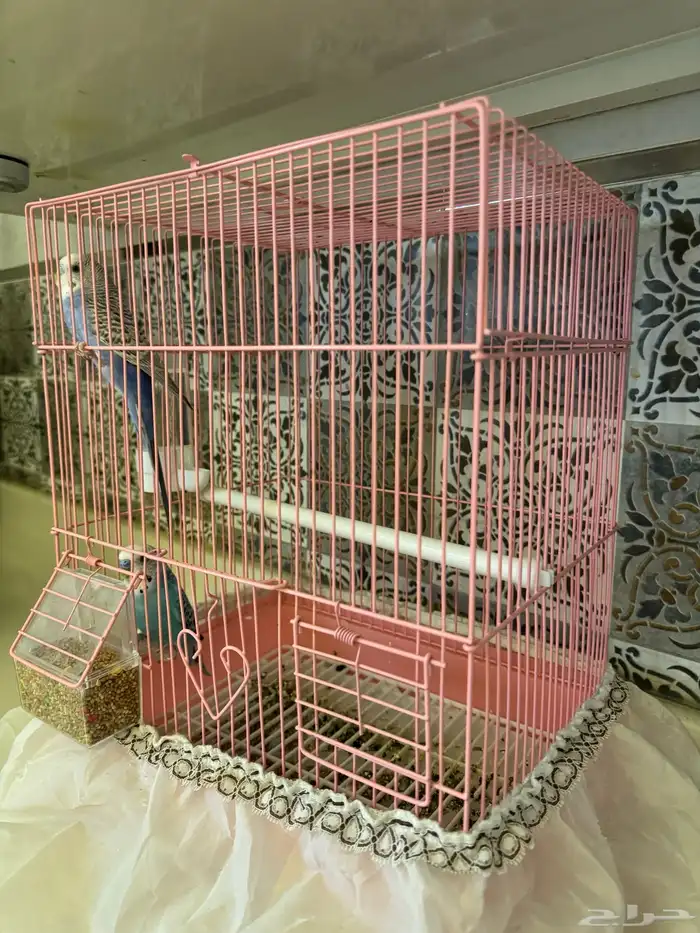 قفص طيور 1