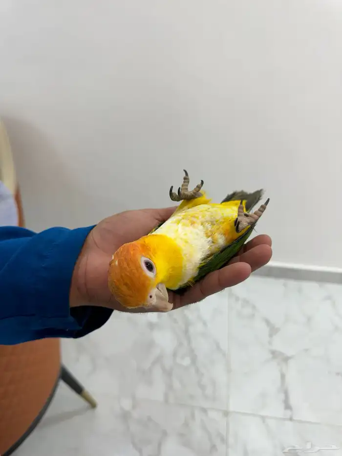 افروخ كايك وايت بلي 2