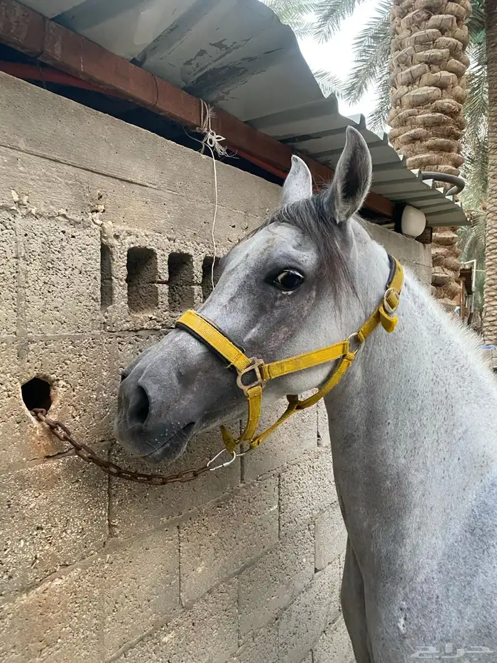 فرس عربية شعبية 8