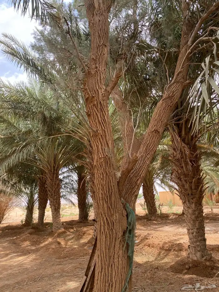 يوجد نخيل زينة يختلف في الطول 5متر6متر7متر 3
