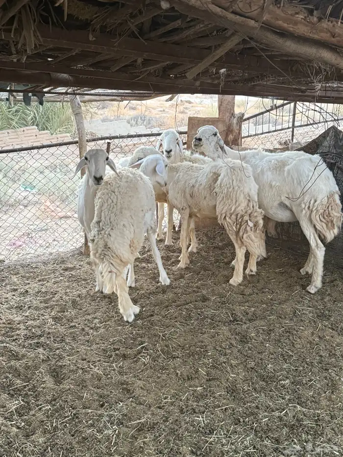 شياه حرية فاخره ولا تخلو من بعض الملاحظات 3