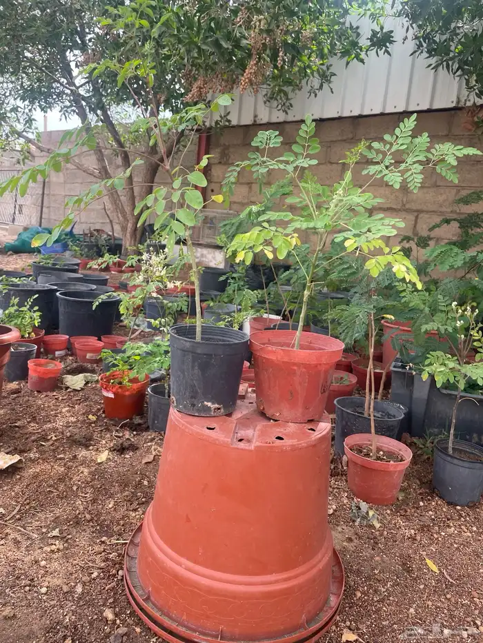 شتلات مورينقاء الطول 25ص السعر 10ريال متوفر كميه 1