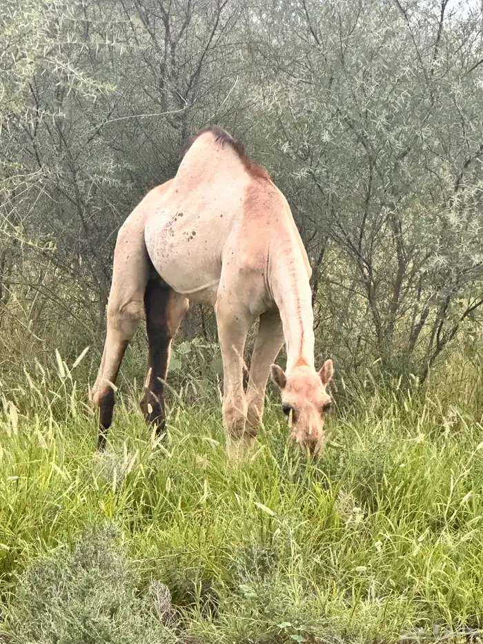 حشوان قعدان بلدي 0