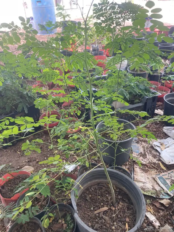 شتلات مورينقاء الطول 25ص السعر 10ريال متوفر كميه 2