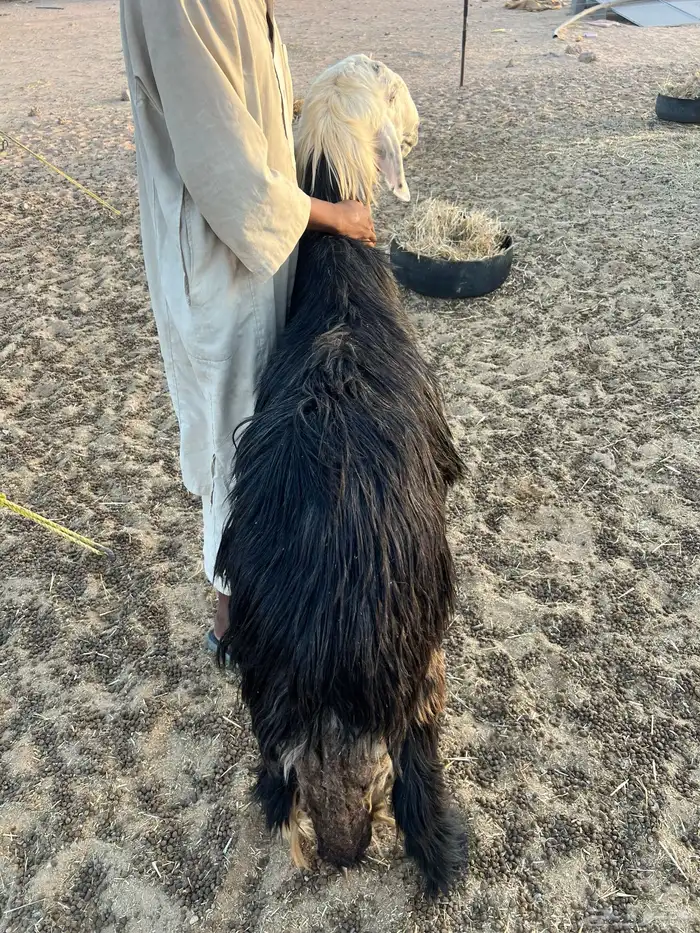 فحل نجدي شرط النسف 3