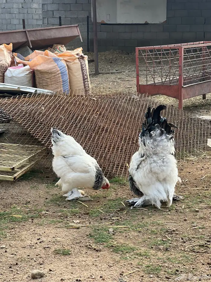 فروخ براهما كلومبي TOP 9