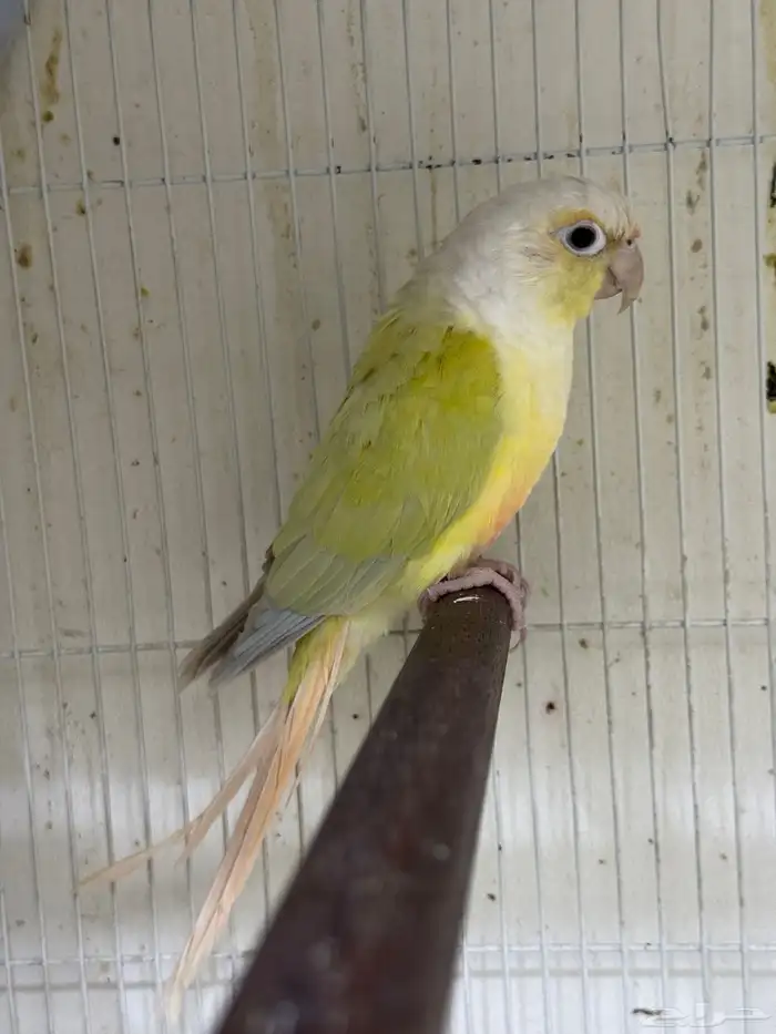 ذكرين كنيور بيرلي و مون شك تم البيع 3