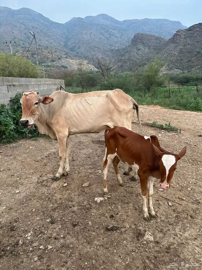 بقرة تحتها ذكر 0