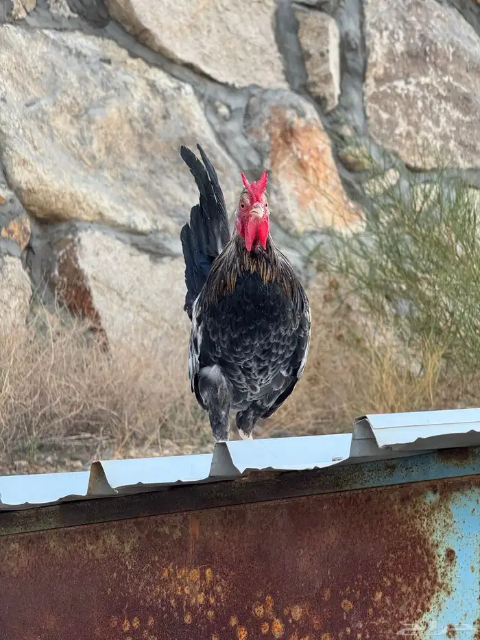 ديك عربي أفرق أكحل مقب ع 2