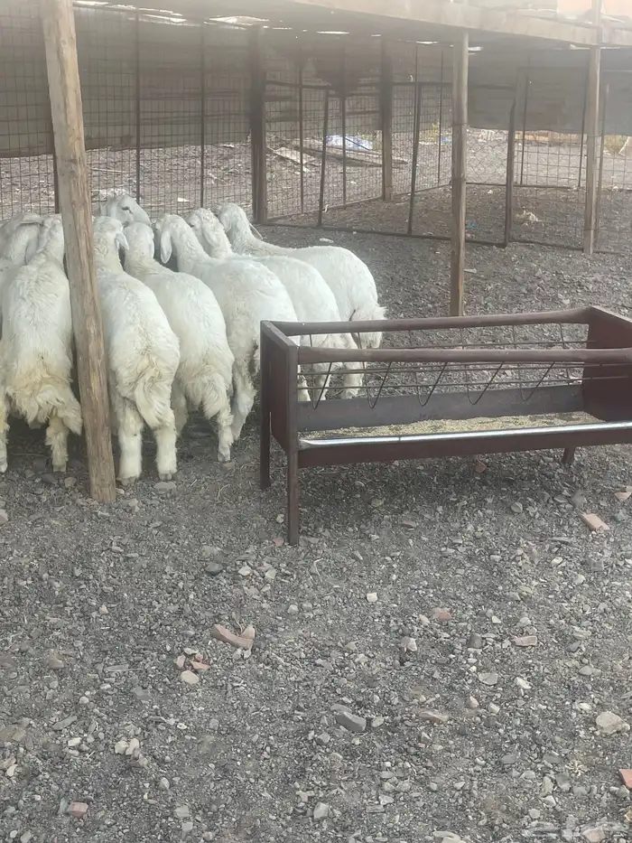 طليان حرية نظيفة على الشرط 1