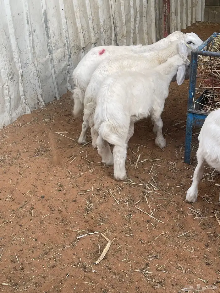 هرافا لباني حري هرفي حري لباني بري 4