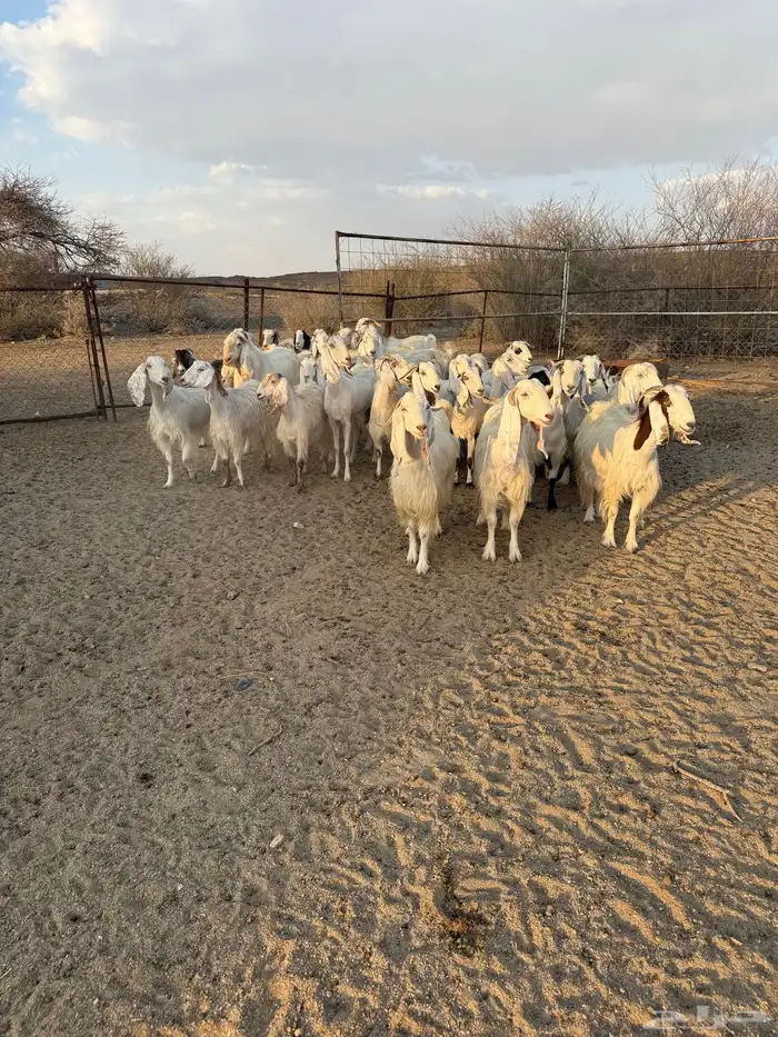 معزاء مصريات 3