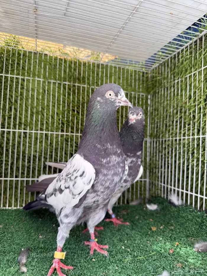 جوز تيدي اساس توب مستوى 11