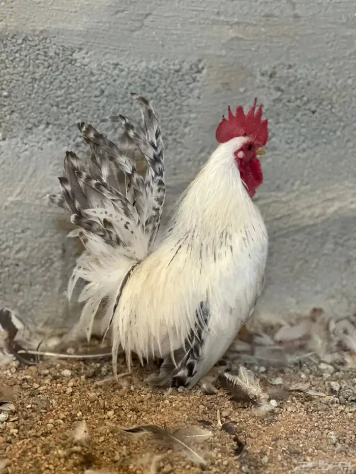 للبيع دجاج جبنيز كولمبي حضان 2