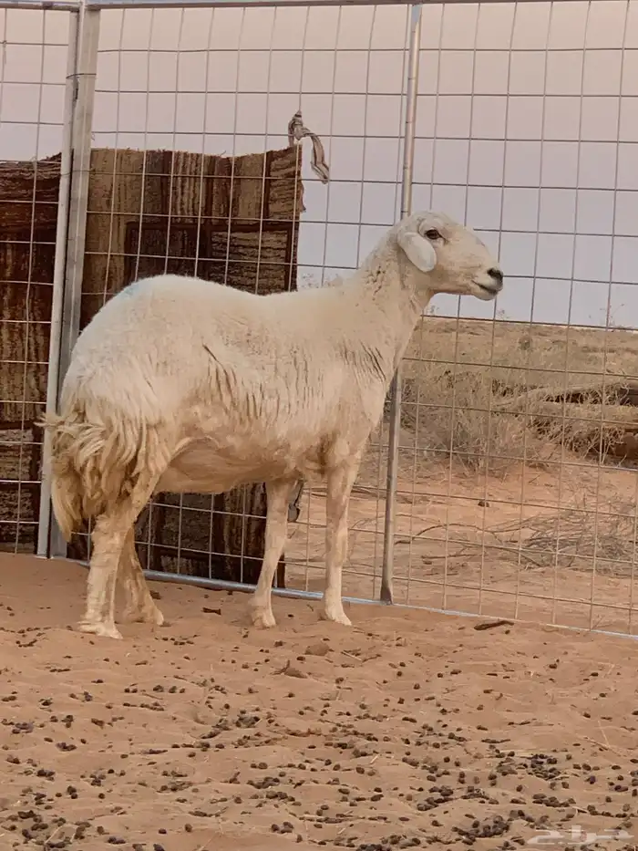 حريه مضرع 0