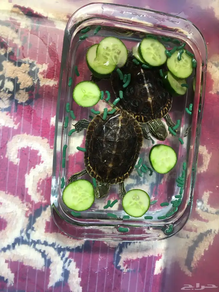 سلاحف برمائيه 2