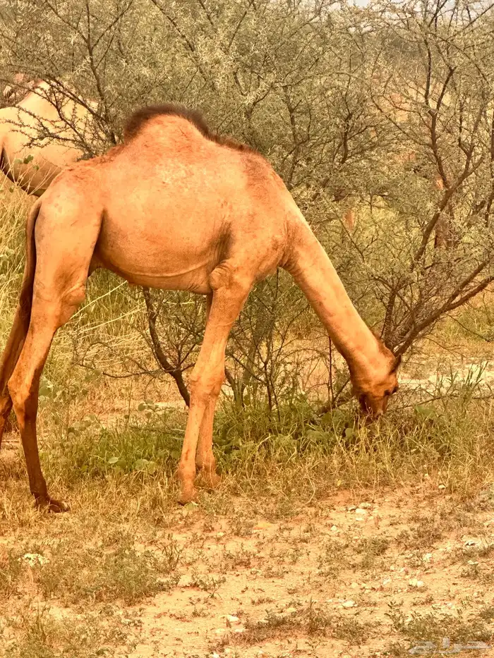 حشوان قعدان بلدي 2