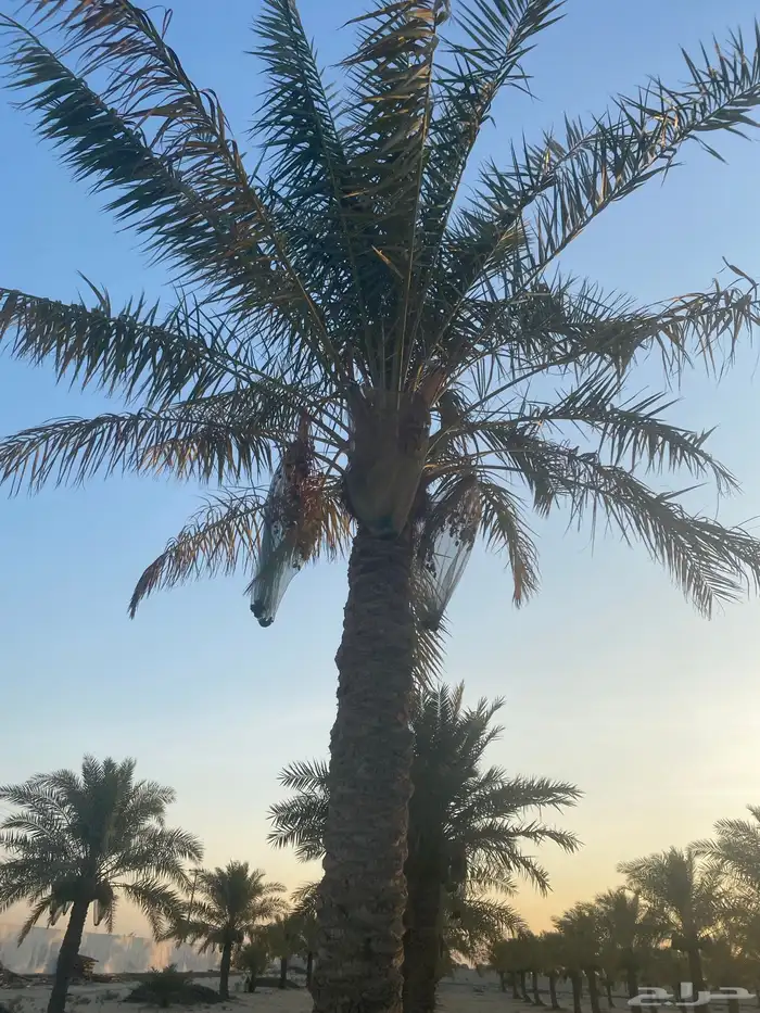 نخل أخلاص شيشي وغيره 4