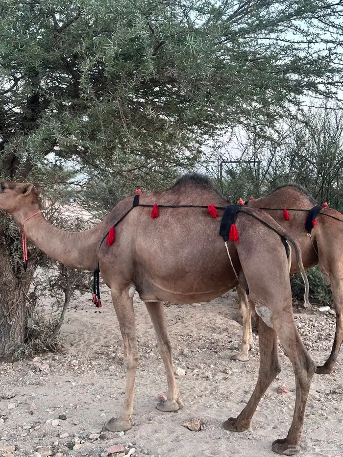 ابل سواحل لقح 9