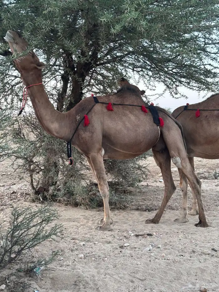 ابل سواحل لقح 7