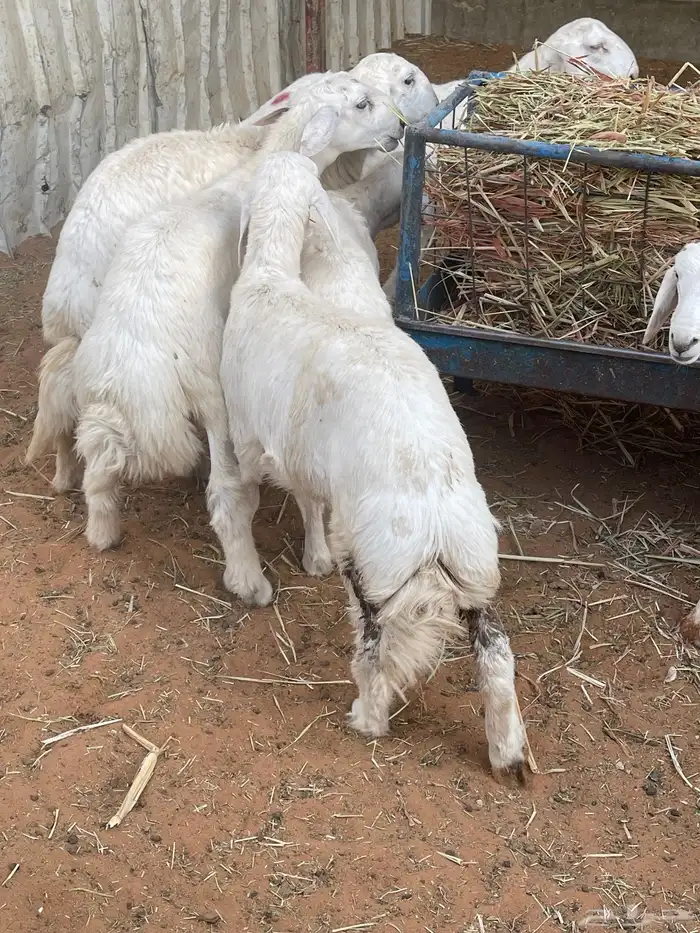 هرافا لباني حري هرفي حري لباني بري 0