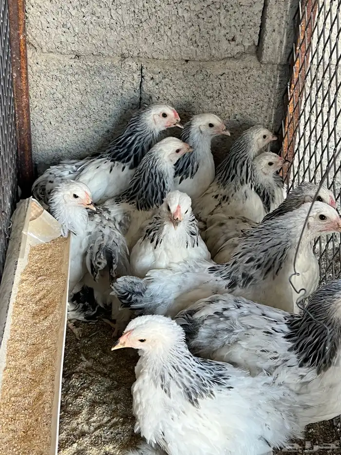 فروخ براهما كلومبي TOP 6