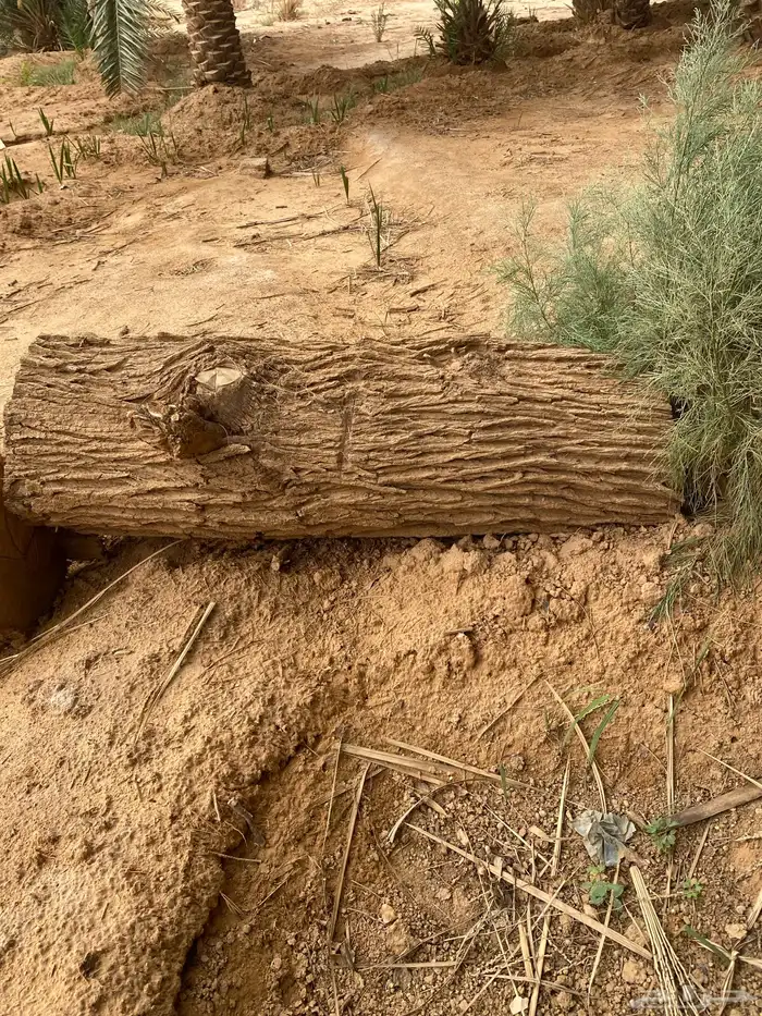 يوجد نخيل زينة يختلف في الطول 5متر6متر7متر 10