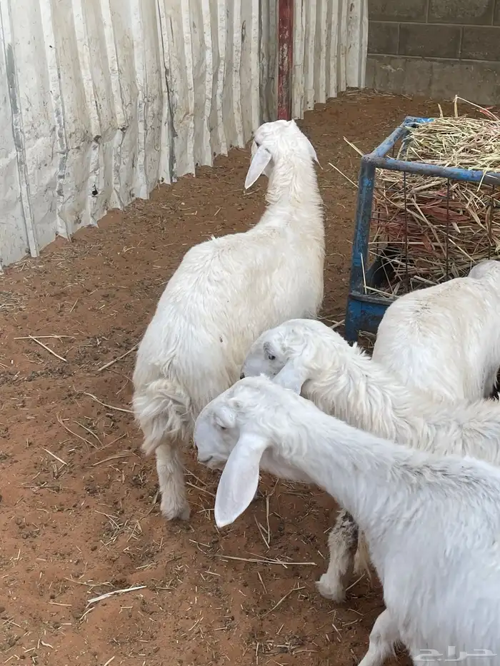 هرافا لباني حري هرفي حري لباني بري 5