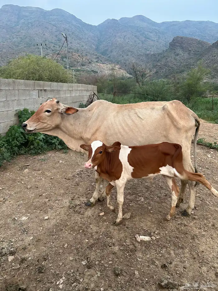 بقرة تحتها ذكر 1