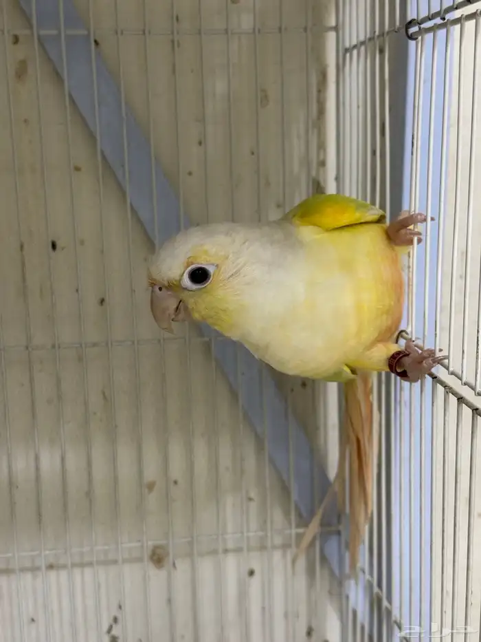 ذكرين كنيور بيرلي و مون شك تم البيع 4