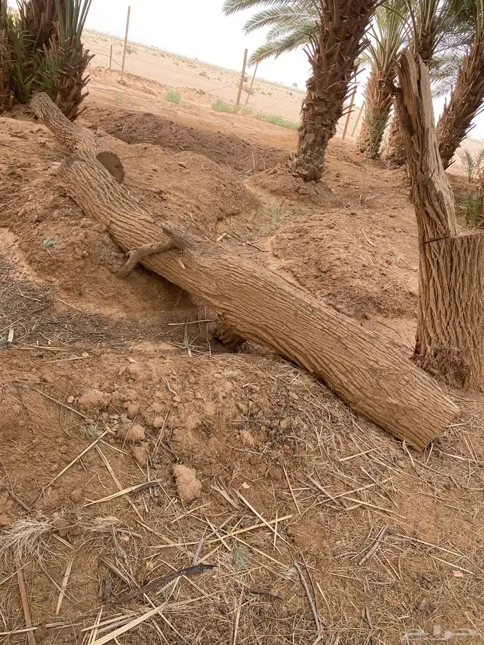 يوجد نخيل زينة يختلف في الطول 5متر6متر7متر 6