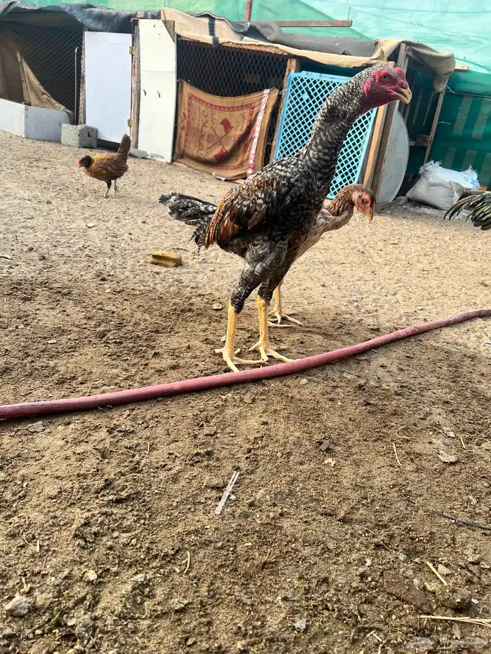 طقم شامو ياباني بشاير 1