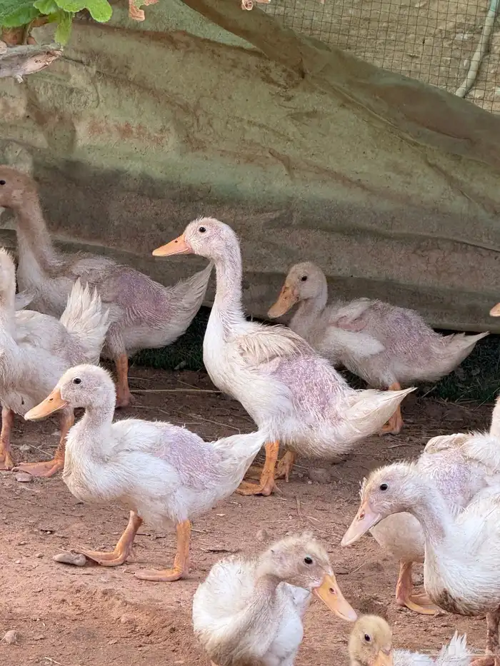 بط ذبح او تربيه 1