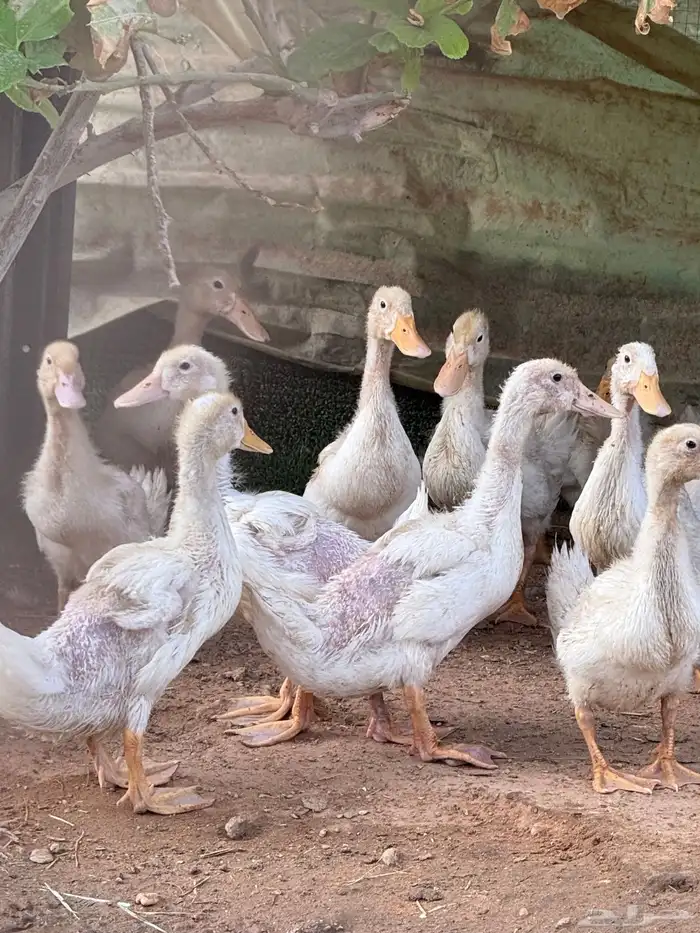 بط ذبح او تربيه 0