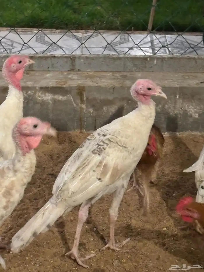 البيع دجاج رومي دجاج الوهمان 1
