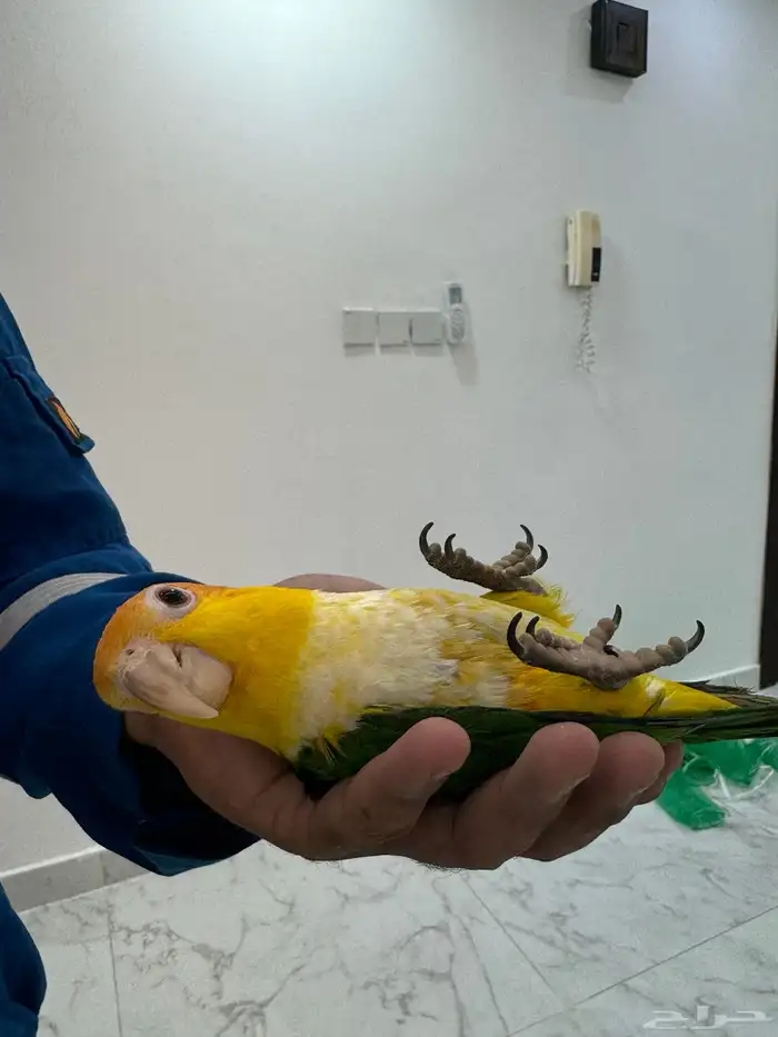 افروخ كايك وايت بلي 3