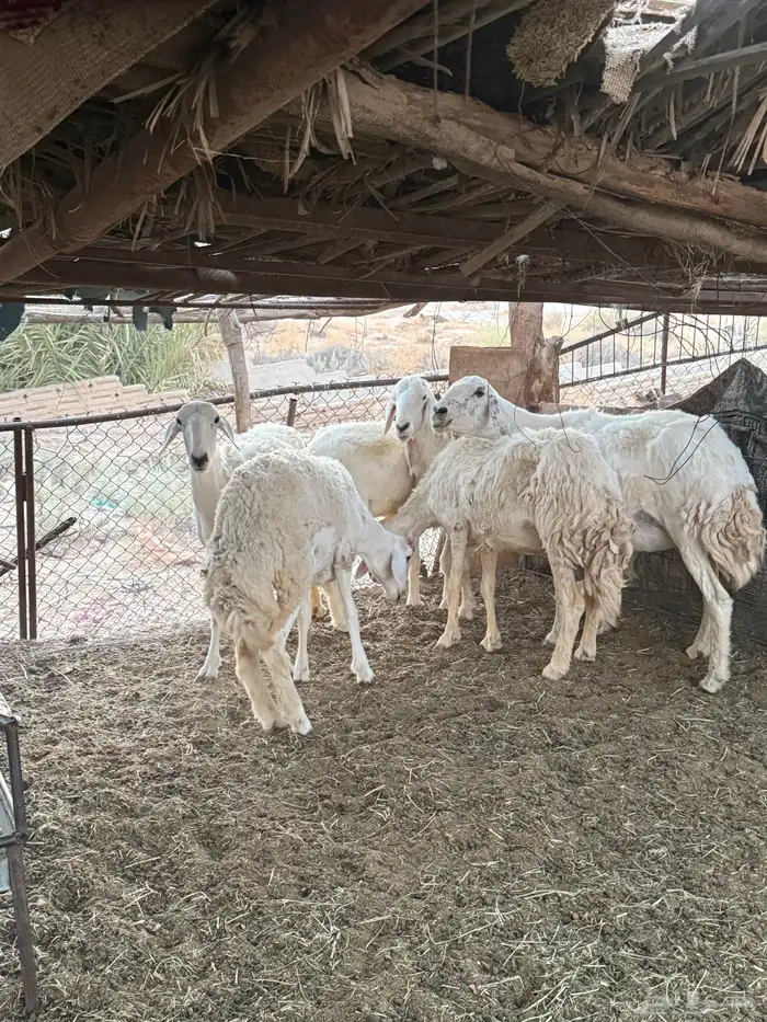 شياه حرية فاخره ولا تخلو من بعض الملاحظات 4