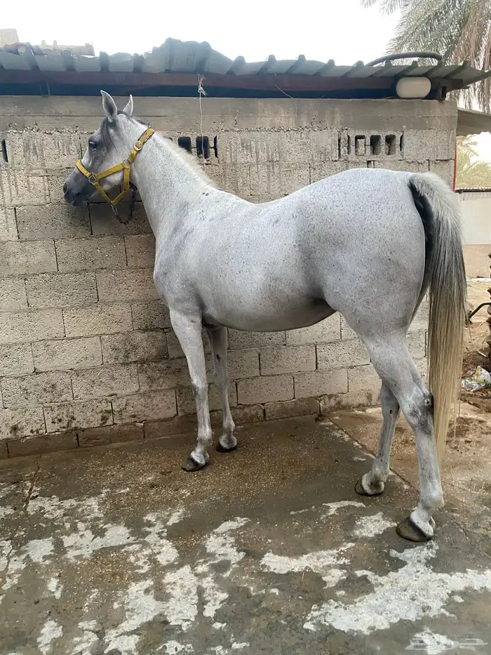 فرس عربية شعبية 0