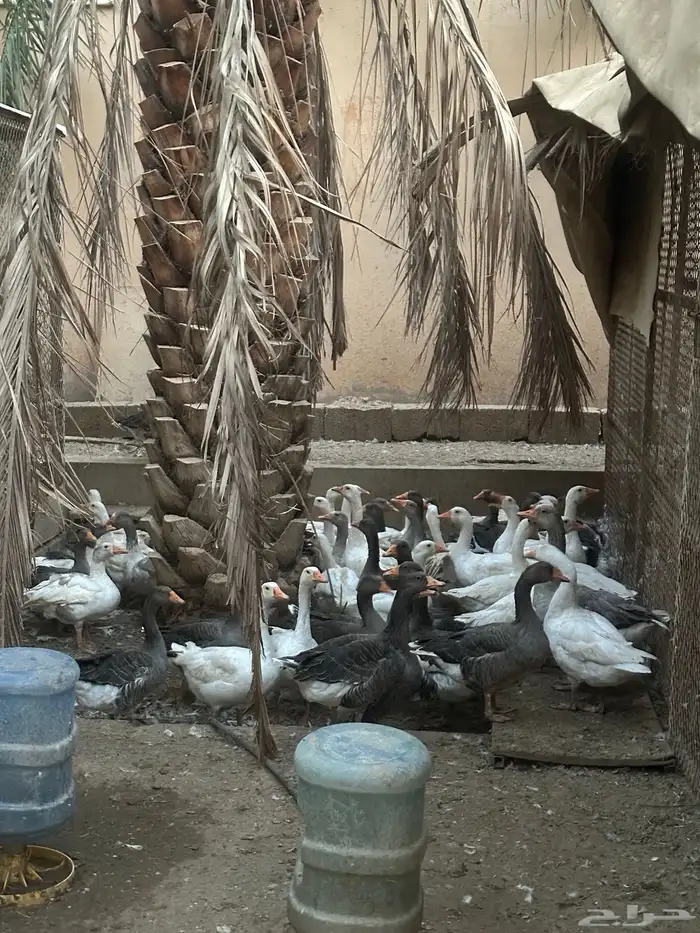 وز بلدي 1