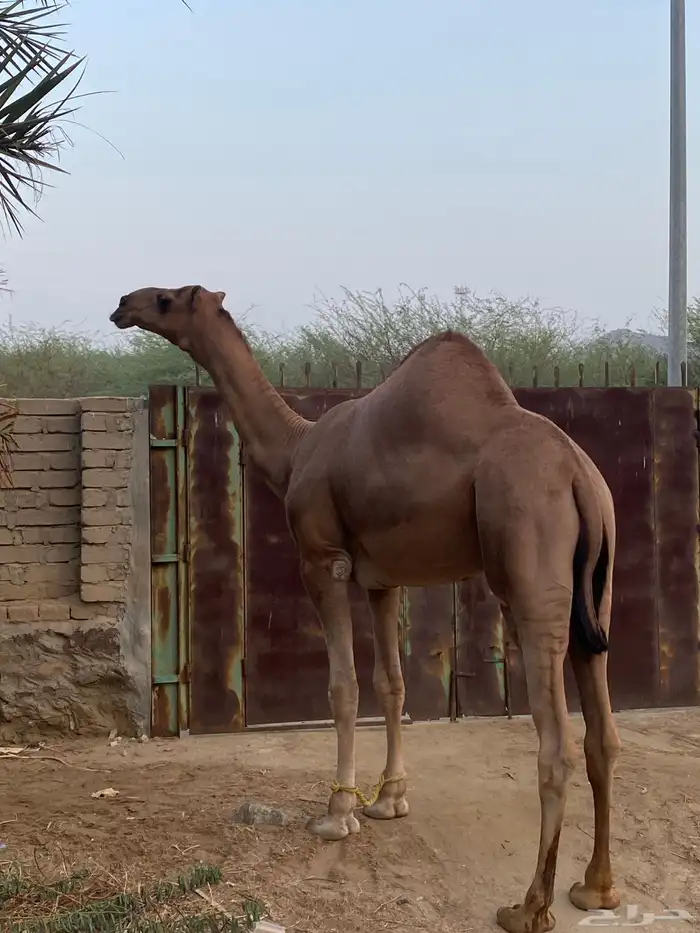 قعود مشروع فحل 1