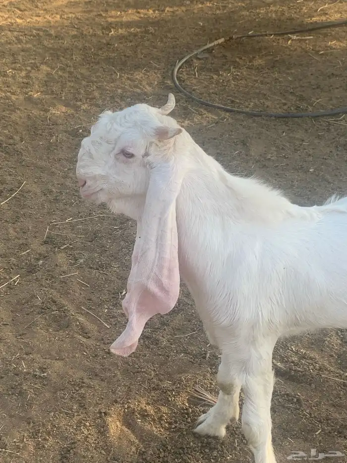 تيس ابيض مشروع فحل 2