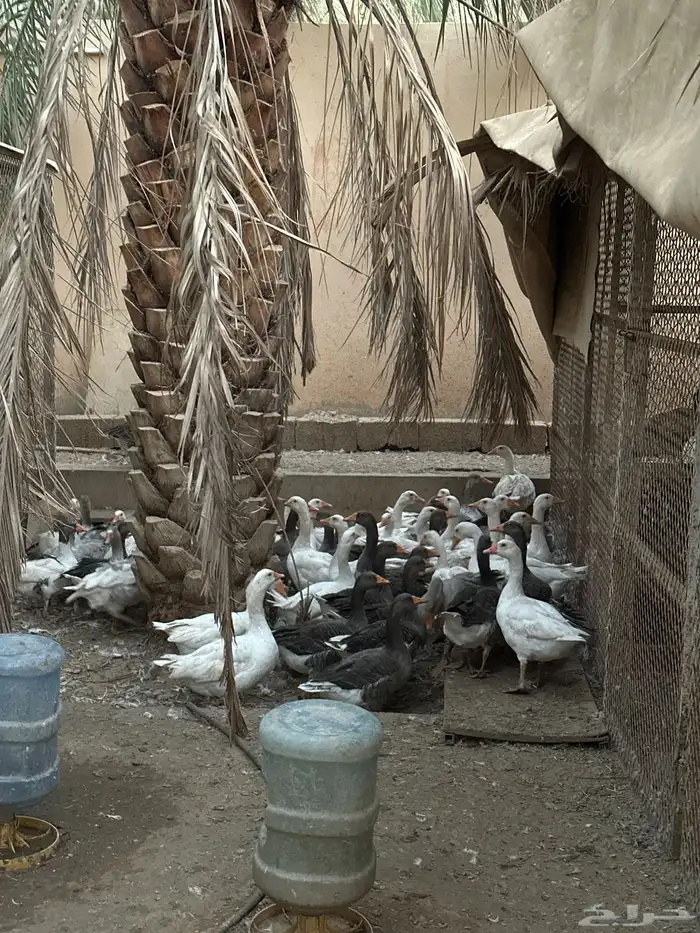 وز بلدي 0